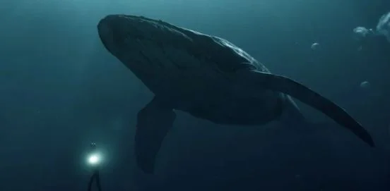 ballena - Esperando a la Generation One