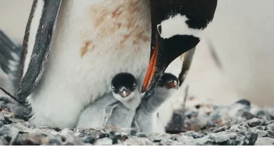 pinguin - Esperando a la Generation One